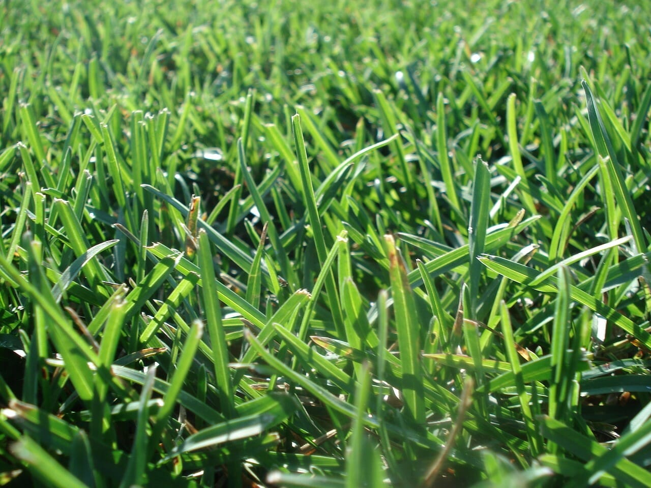 Lawn Grass Turf Mow Green Grass  - DawnDoering / Pixabay